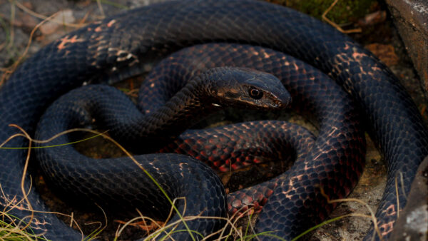 Wallpaper Snake, Reptile, Black, Closeup, View