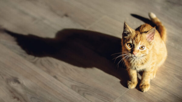 Wallpaper Cat, Reflection, Floor, Kitten, With, White, Looking, Brown