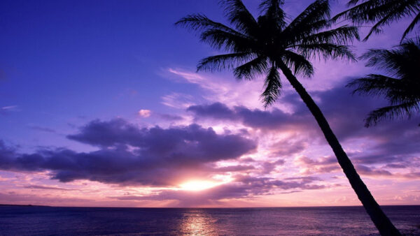 Wallpaper Water, White, Ocean, Clouds, Sky, Sunset, Trees, Coconut, Blue, During