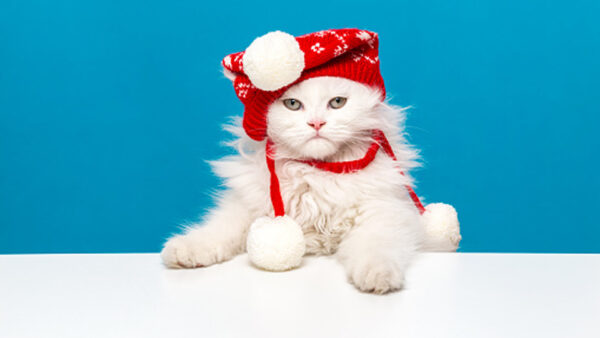 Wallpaper Background, Wearing, Knitted, Red, Cute, Blue, White, Woolen, Cat, Cap, Sitting