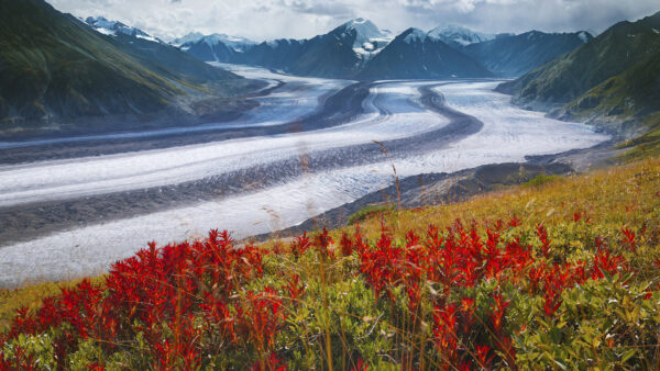 Wallpaper Greenery, Path, Between, Flowers, Snow, Mountain, Field, With, Nature, Red