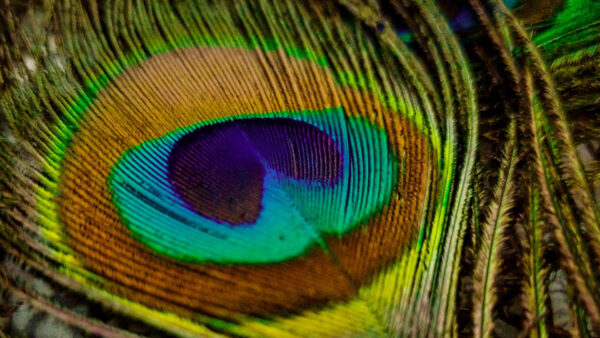 Wallpaper Macro, Peacock, Feather, Closeup, View, Photography, Colorful