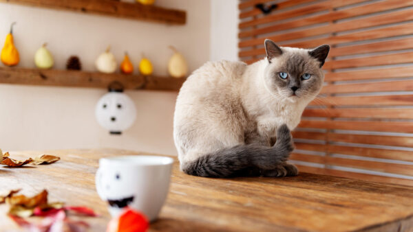 Wallpaper Blue, Cat, Eyes, Sitting, Siamese, Table