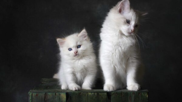 Wallpaper Are, Sitting, Cat, Dark, Box, Kitten, White, And, Cute, Wood, Background