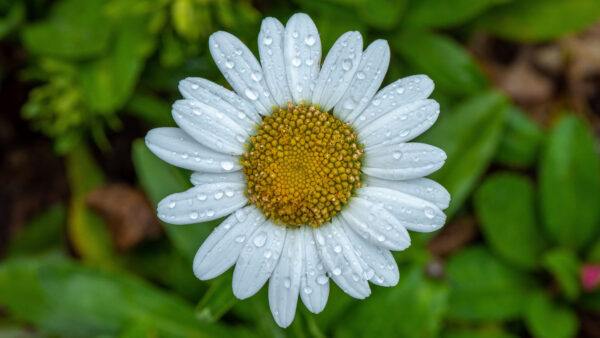 Wallpaper Background, Flowers, Leaves, Flower, Chamomile, Blur, Water, Green, Mobile, Petals, Drops, White, With, Desktop