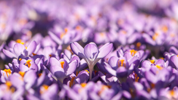 Wallpaper Flowers, Field, Purple, Crocus, Bokeh, Petals, Blur, Background