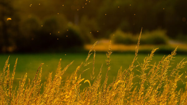 Wallpaper Background, Grass, Blur, Nature, Field, Closeup, View