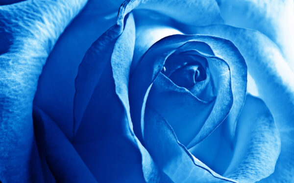 Wallpaper Blue, Rose