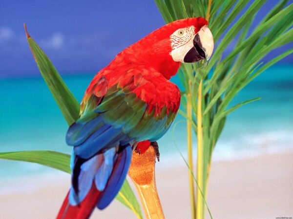 Wallpaper Parrot, Tropical, Colors