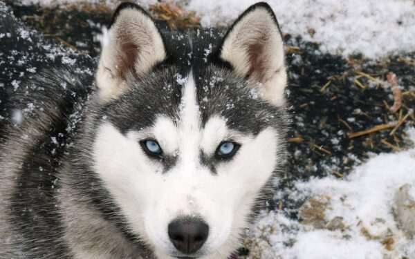 Wallpaper Wolf, Siberian