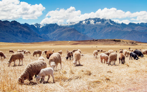Wallpaper Peru, Fields, Sheep