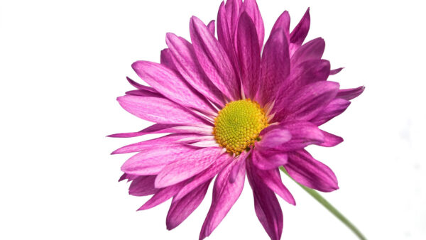 Wallpaper 1080p, Pink, Daisy