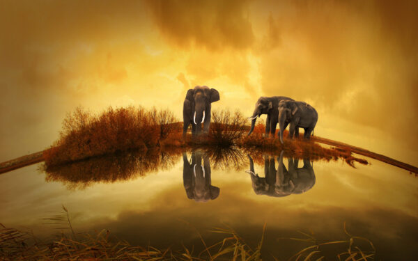 Wallpaper Elephants, Thailand