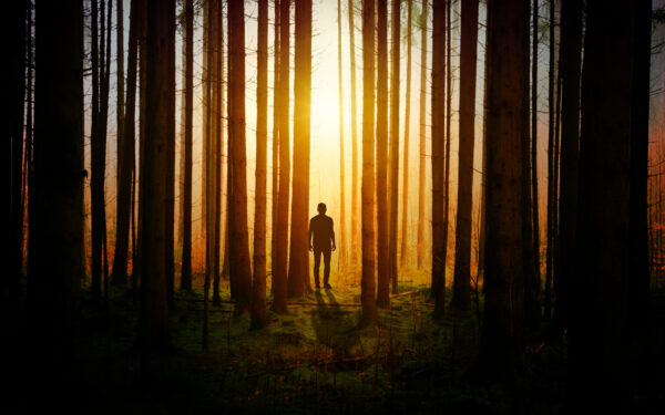 Wallpaper Sunset, Forest, Alone