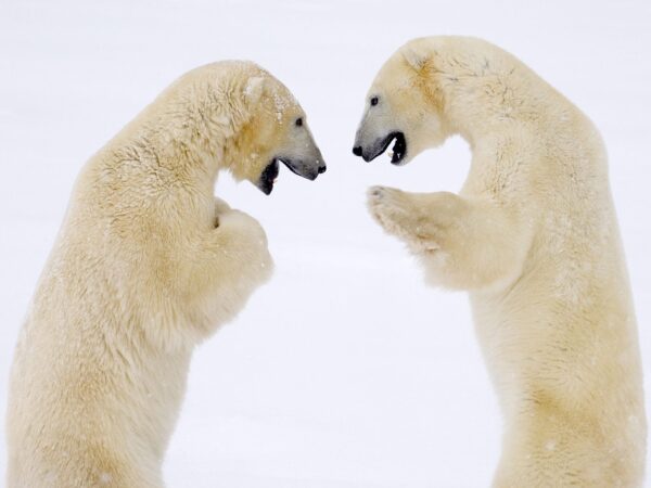 Wallpaper Male, Sparring, Canada, Bears
