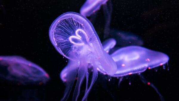 Wallpaper Purple, Underwater, Jellyfish