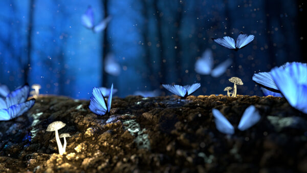 Wallpaper Beautiful, Images, Fantasy, 4k, Pc, Blur, Desktop, Butterfly, Background, Dreamy, Cool