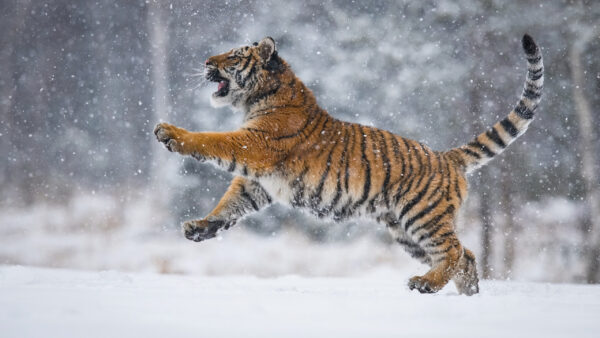 Wallpaper Body, Water, Road, Desktop, Animals, Near, Tiger, Walking