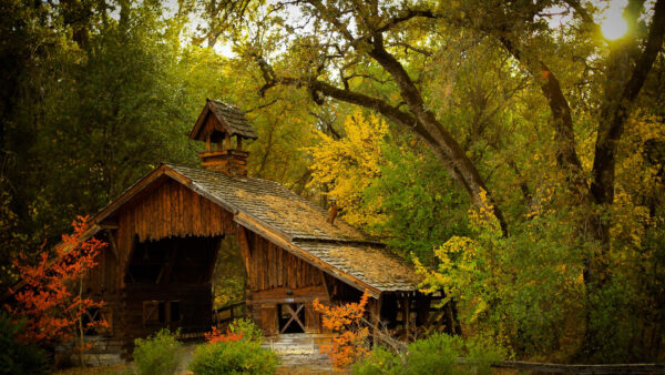 Wallpaper With, Surrounded, Mobile, And, Green, Sunlight, Brown, Cabin, Trees, Daytime, During, Desktop, Nature, House, Wooden