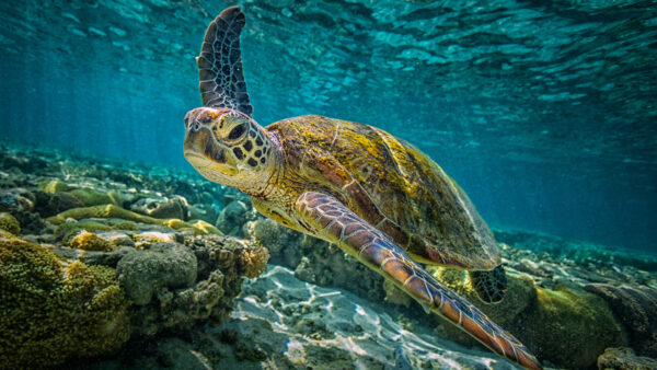 Wallpaper Desktop, Mobile, Green, Animals, Blue, Sea, Turtle