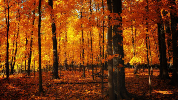 Wallpaper Desktop, Leafed, Aesthetic, Autumn, Trees, Orange