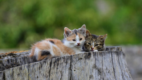 Wallpaper Kittens, Sitting, Are, Background, Desktop, Shallow, With, Kitten, Wood, Two