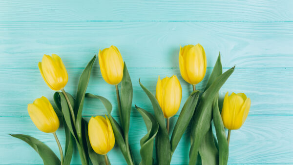 Wallpaper Blue, Flowers, Tulip, Spring, Yellow, Flower, Background, Desktop, Wooden