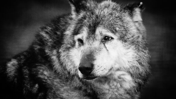 Wallpaper Animal, Wolf, Animals, Desktop, Mobile