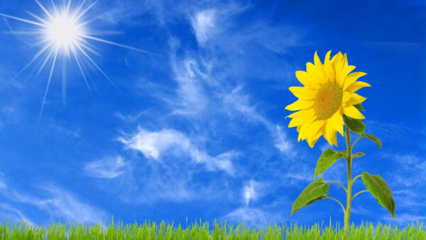 Wallpaper Clouds, Sun, Blue, Background, And, Sky, Sunflower, Desktop, Flowers