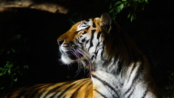 Wallpaper Wallpaper, Background, Cool, Images, Tiger, Pc, Download, Free, Animals, 4k, Monitor, Desktop, Dual, Animal