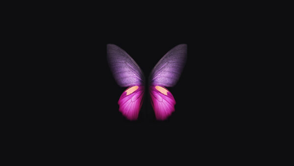 Wallpaper Pink, Background, Black, Purple, Desktop, Butterfly