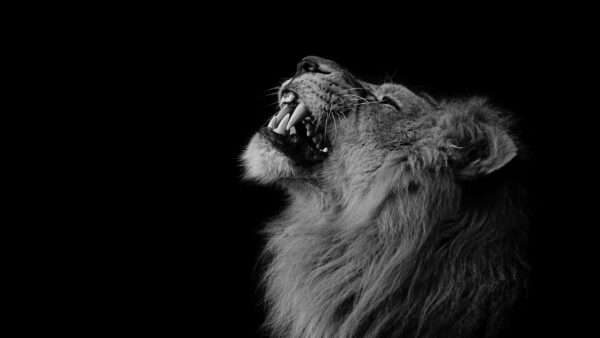 Wallpaper Background, With, Black, Desktop, Lion, Predator