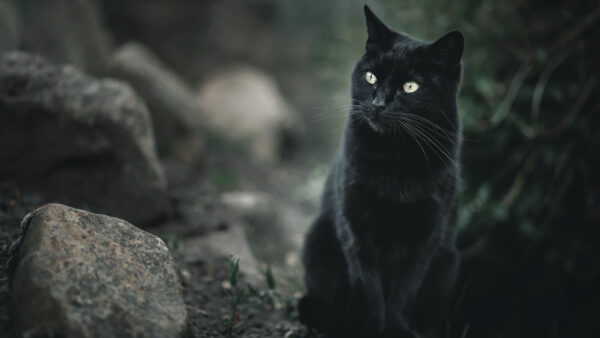 Wallpaper Blur, Cat, Green, Eyes, Desktop, Mobile, Leaves, White, Background, Black