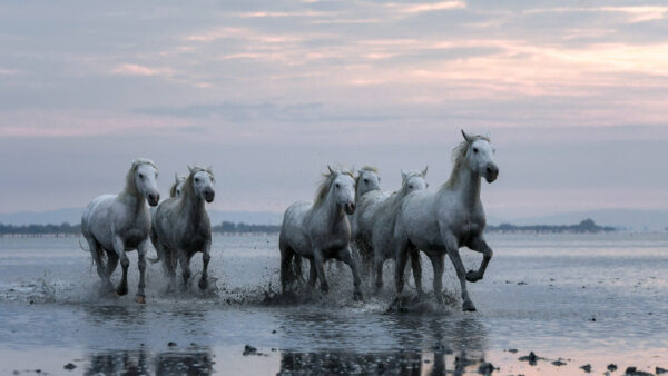 Wallpaper Are, Background, Desktop, Running, Animals, Sky, Cloudy, Water, With, Horses, White