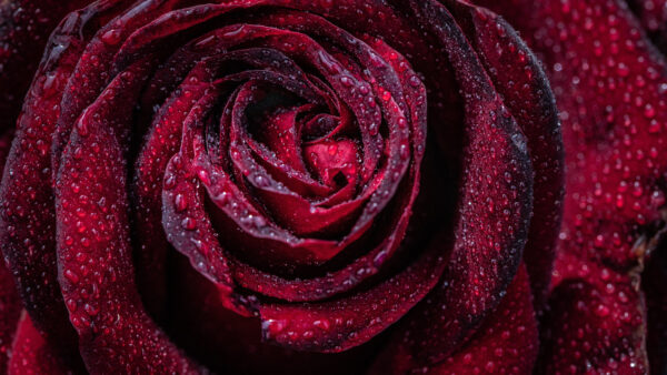 Wallpaper With, Photo, Drops, Red, Rose, Water, Petal, Flowers, Closeup