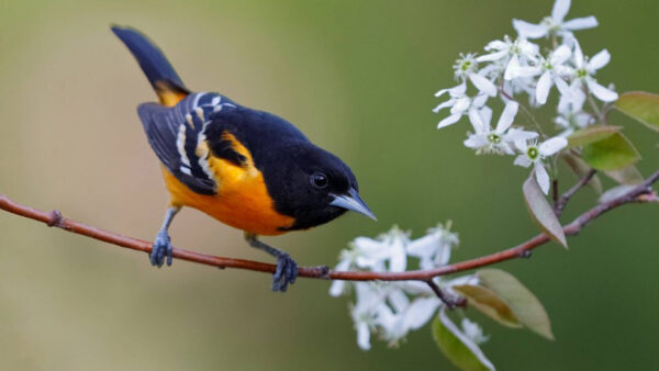 Wallpaper Birds, Tree, Oriole, Baltimore, Branch, Black, Bird, Yellow, Desktop