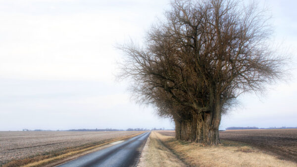 Wallpaper Background, Desktop, Leaves, Mobile, Without, Fog, And, Trees, Road, Nature