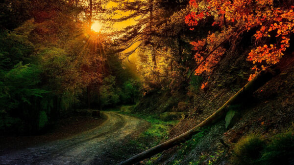 Wallpaper Autumn, Between, Colorful, Trees, With, Nature, Sunrays, Forest, Path