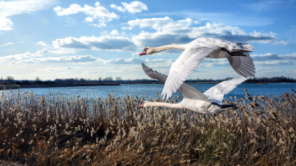 Wallpaper Blue, Birds, Sky, With, Desktop, Flying, Cloudy, Swans, And, Background