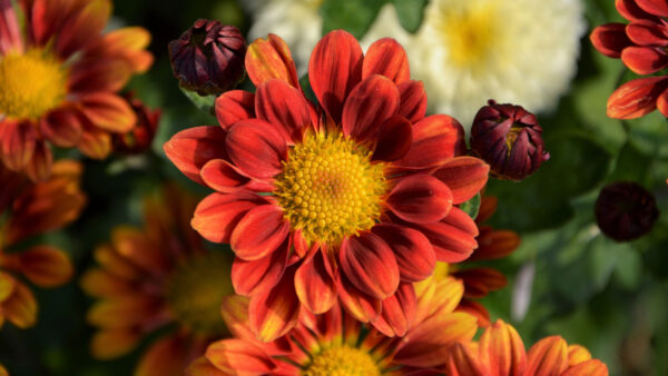 Wallpaper Orange, Chrysanthemum, Flowers