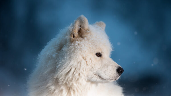 Wallpaper Animals, Blue, Dog, Desktop, Background, White