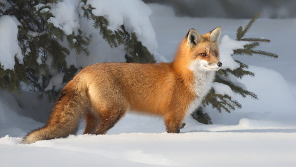 Wallpaper Desktop, Fox, Covered, Animals, Snow, Landscape, Standing