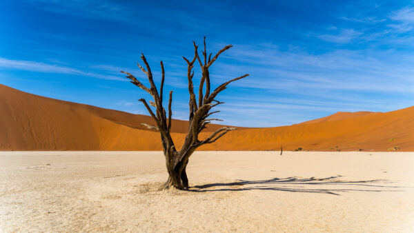 Wallpaper Desert, Dune, Sky, Sand, Background, Blue, Tree, Nature