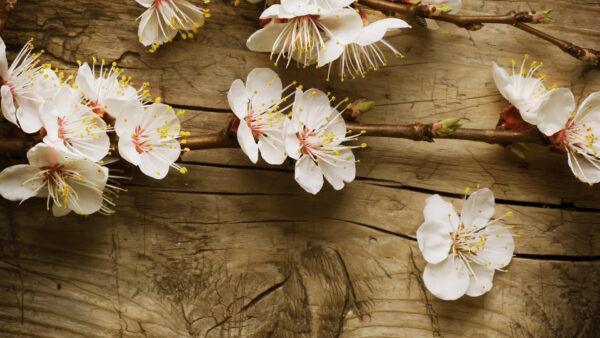 Wallpaper Cherry, White, Table, Blossom, Wooden, Desktop, Flowers