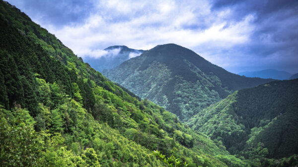 Wallpaper White, Sky, Forest, Desktop, Trees, Nature, Mountains, Blue, Mobile, Under, Cloudy