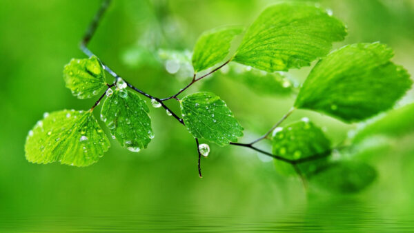 Wallpaper With, Drops, Beautiful, Water, Body, Nature, Above, Green, Leaves