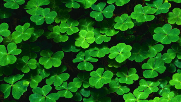 Wallpaper Three, Leaf, Desktop, Four, Clover