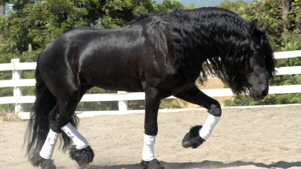 Wallpaper Horse, Walking, Desktop, Sand, Black