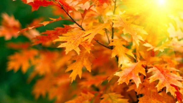 Wallpaper Trees, Mobile, Branches, Desktop, Yellow, Closeup, View, Nature, Leaves