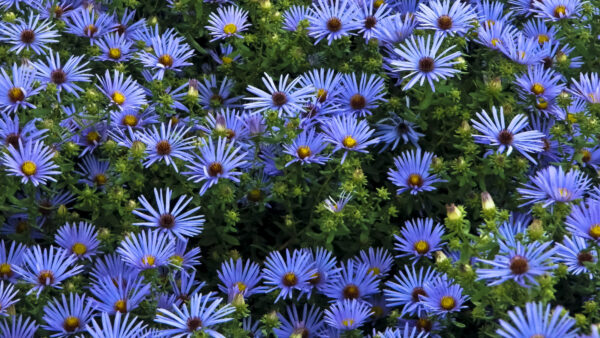 Wallpaper Blue, Daisy, Field, Desktop, Flowers, Green, Plants, Beautiful, Leaves, Mobile